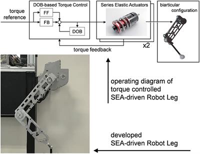 Development, Analysis, and Control of Series Elastic Actuator-Driven Robot Leg